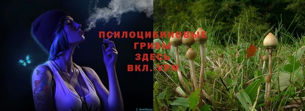 ПСИЛОЦИБИНОВЫЕ ГРИБЫ Переславль-Залесский